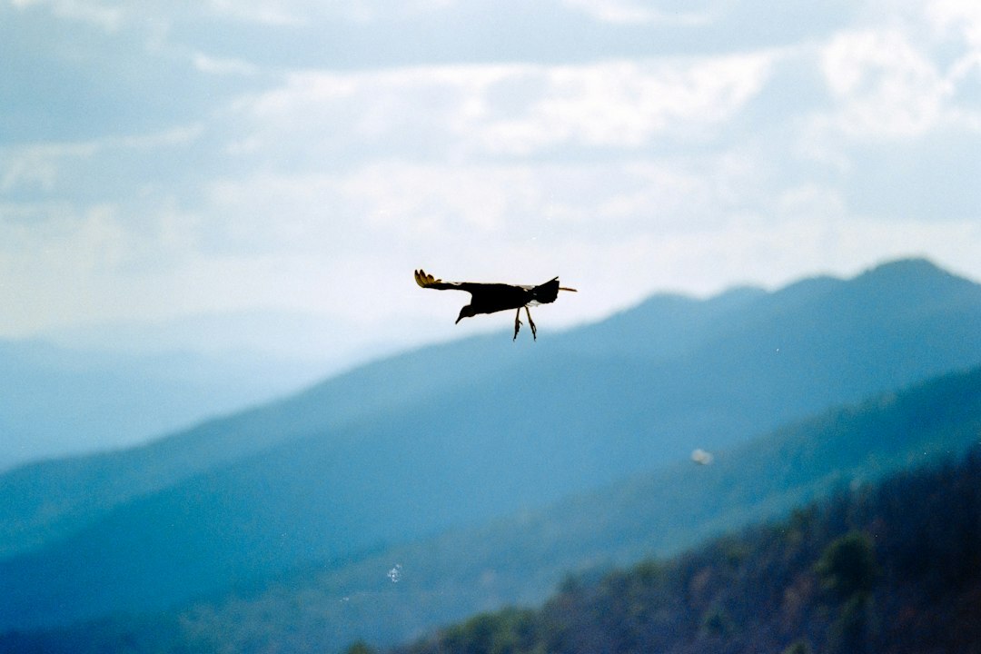 drone flying over landscape